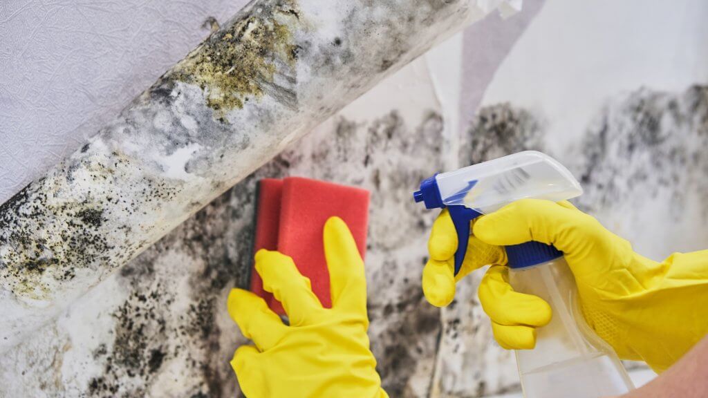 Mold Damage Expert